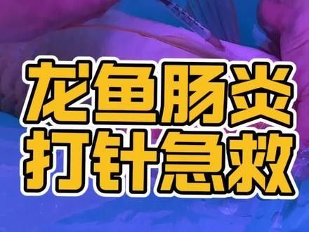龍魚腸炎多久會死亡（龍魚腸炎怎么辦）