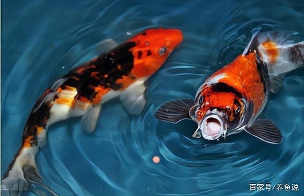 如何判斷紅龍魚是否缺氧？（如何判斷紅龍魚是否缺氧，記住5個信號） 如何判斷紅龍魚是否缺氧？（如何判斷紅龍魚是否缺氧，記住5個信號） 龍魚百科 第4張