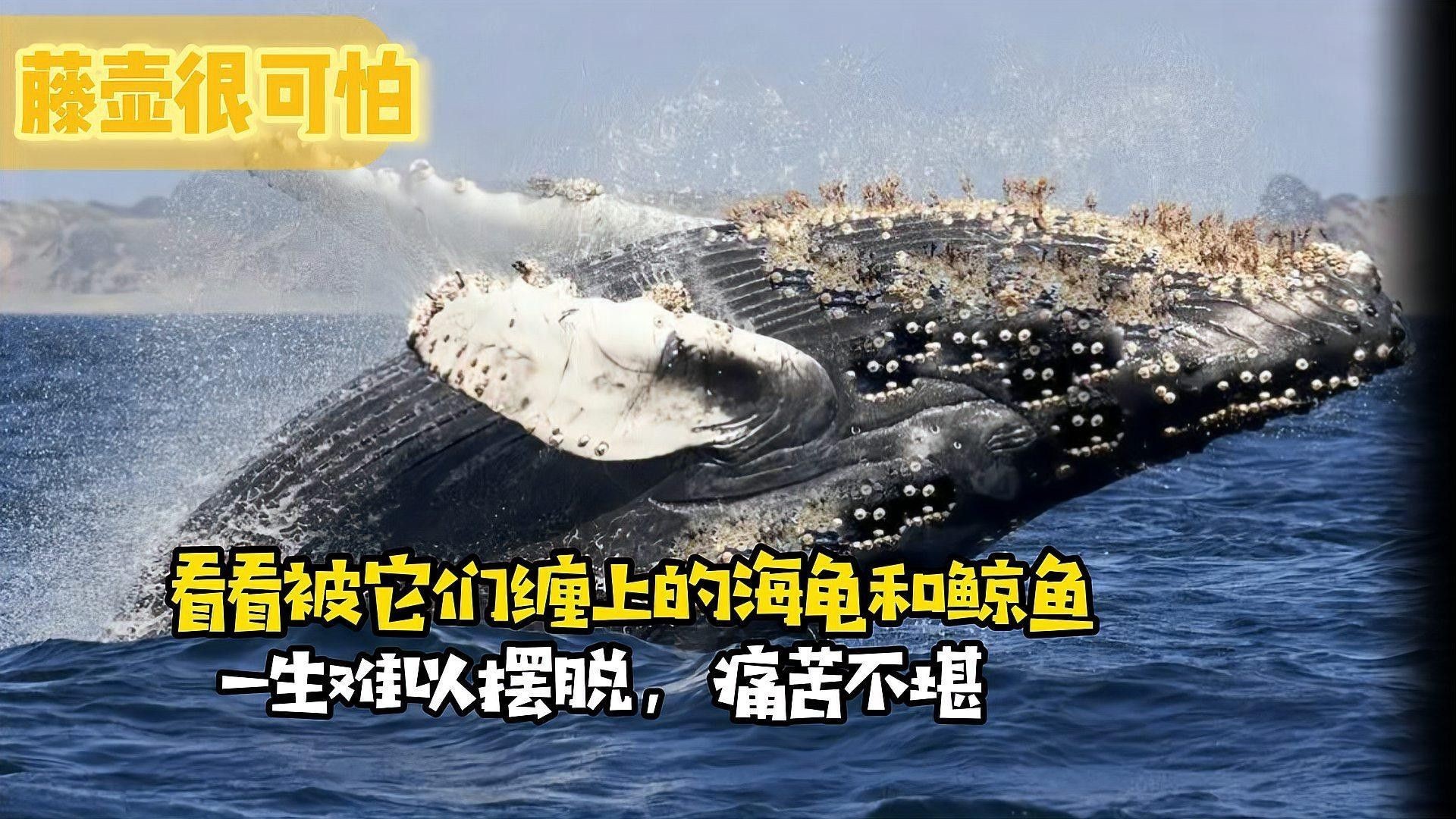 鱗片生長(zhǎng)環(huán)分析多久出結(jié)果？（鱗片生長(zhǎng)環(huán)分析）
