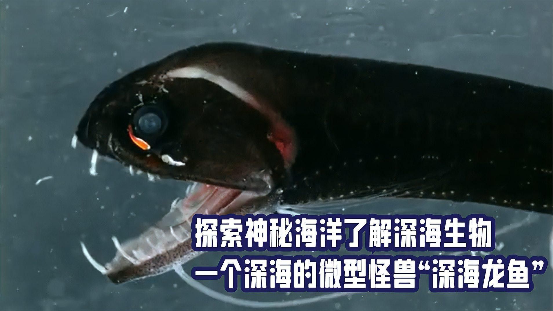 深海龍魚的市場需求如何（術魚，作為一種寵物市場的珍稀品種） 深海龍魚的市場需求如何（術魚，作為一種寵物市場的珍稀品種） 龍魚百科 第2張