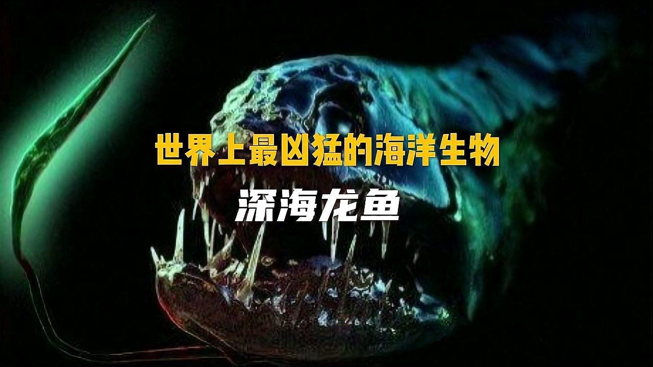 深海龍魚的市場需求如何（術魚，作為一種寵物市場的珍稀品種） 深海龍魚的市場需求如何（術魚，作為一種寵物市場的珍稀品種） 龍魚百科 第4張