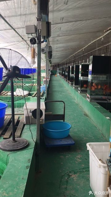 龍魚養(yǎng)殖基地的地址在哪里（廣州番禺區(qū)的龍魚養(yǎng)殖基地是一家專業(yè)的龍魚養(yǎng)殖場）