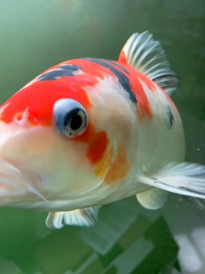 龍魚凸眼期間需要停食多久（龍魚凸眼期間需要停食多久？）