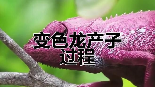 火焰變色龍魚繁殖需要哪些設備？（變色龍的繁殖全過程，小生命誕生太可愛了）