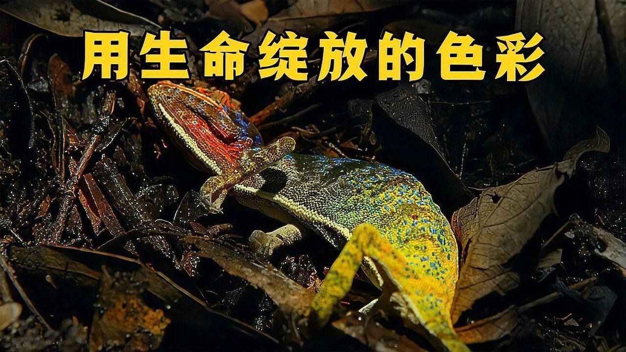 火焰變色龍魚繁殖需要哪些設備？（變色龍的繁殖全過程，小生命誕生太可愛了）