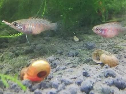 火焰變色龍魚繁殖需要哪些設備？（變色龍的繁殖全過程，小生命誕生太可愛了）