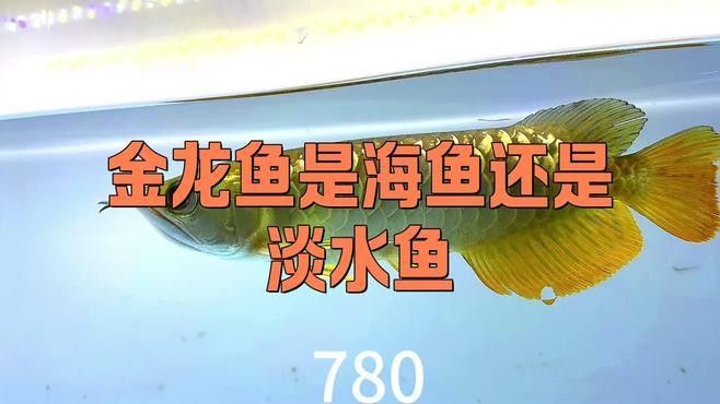 如何調整魚缸水質以適應金龍魚和飛鳳魚（金龍魚和飛鳳魚好養嗎，金龍魚和飛鳳魚混養的好處）