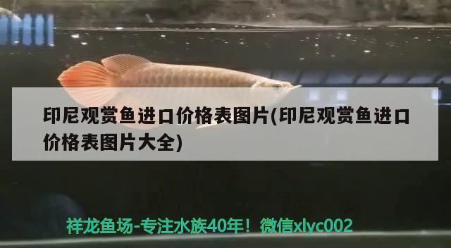 印尼觀賞魚進口價格表圖片(印尼觀賞魚進口價格表圖片大全)（印尼觀賞魚進口價格表圖片）