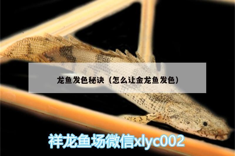 龍魚(yú)發(fā)色秘訣（怎么讓金龍魚(yú)發(fā)色） 龍魚(yú)發(fā)色秘訣（怎么讓金龍魚(yú)發(fā)色） 觀賞魚(yú)百科