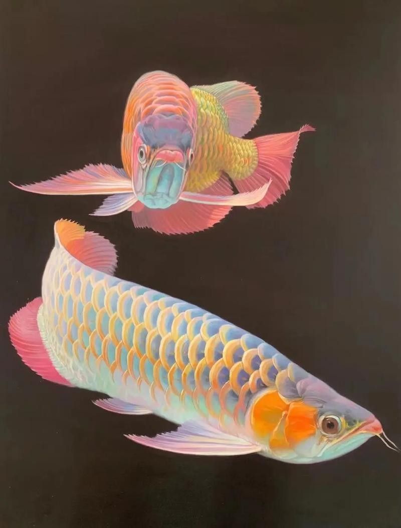紅龍魚吃蜈蚣有哪些風(fēng)險(xiǎn)呢：紅龍魚與蜈蚣的生態(tài)平衡（關(guān)于紅龍魚吃蜈蚣的問題）