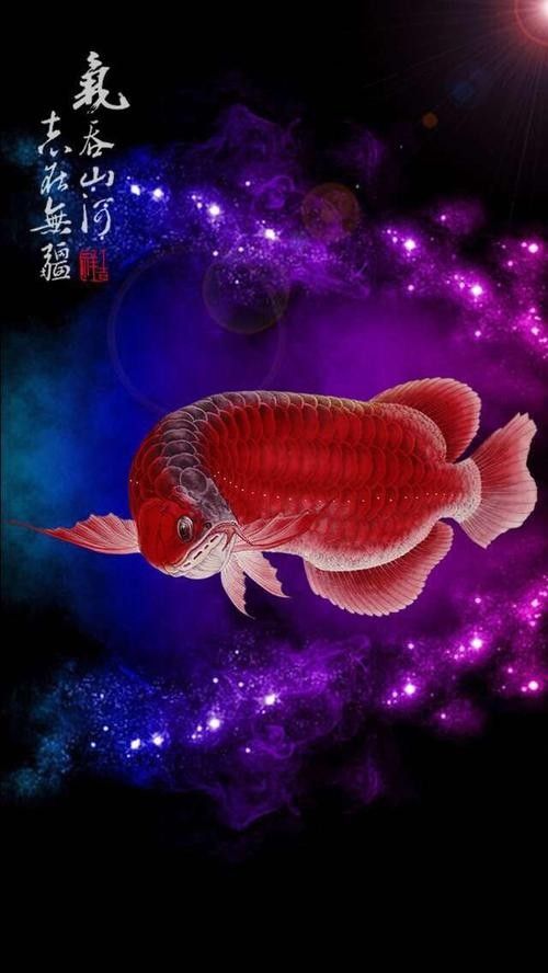 紅龍魚吃蜈蚣有哪些風(fēng)險(xiǎn)呢：紅龍魚與蜈蚣的生態(tài)平衡（關(guān)于紅龍魚吃蜈蚣的問題）