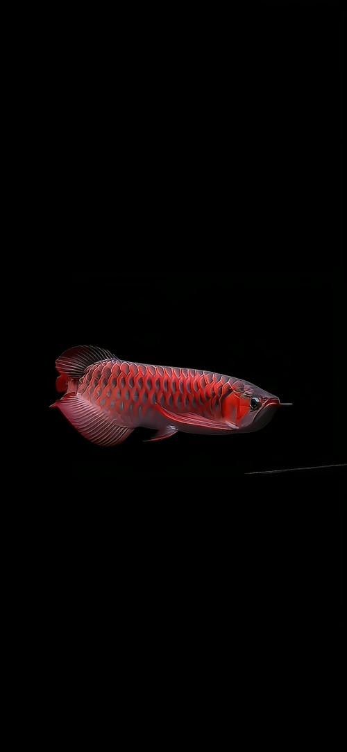 紅龍魚吃蜈蚣有哪些風(fēng)險(xiǎn)呢：紅龍魚與蜈蚣的生態(tài)平衡（關(guān)于紅龍魚吃蜈蚣的問題）