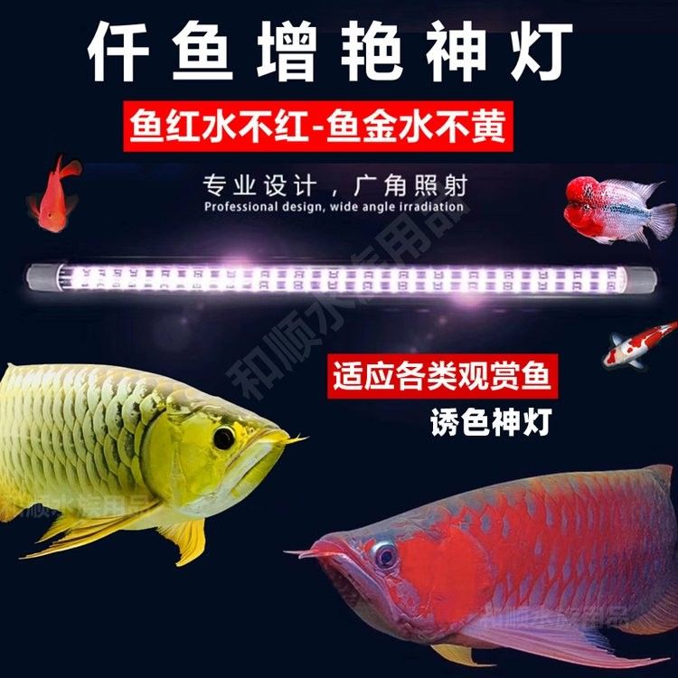 紅龍魚需要多大的魚缸（養(yǎng)紅龍魚魚缸多大合適） 紅龍魚需要多大的魚缸（養(yǎng)紅龍魚魚缸多大合適） 觀賞魚百科 第4張