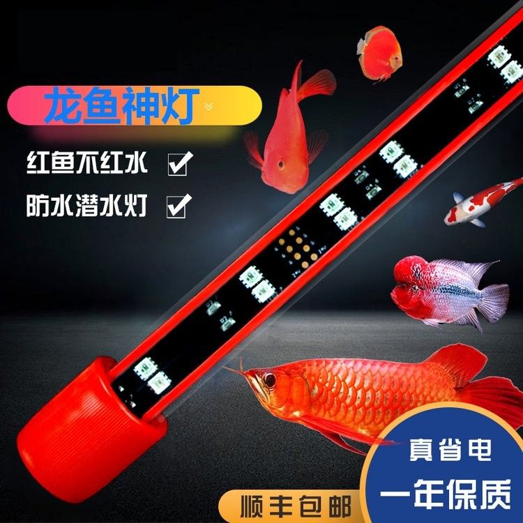 紅龍魚需要多大的魚缸（養(yǎng)紅龍魚魚缸多大合適） 紅龍魚需要多大的魚缸（養(yǎng)紅龍魚魚缸多大合適） 觀賞魚百科 第3張