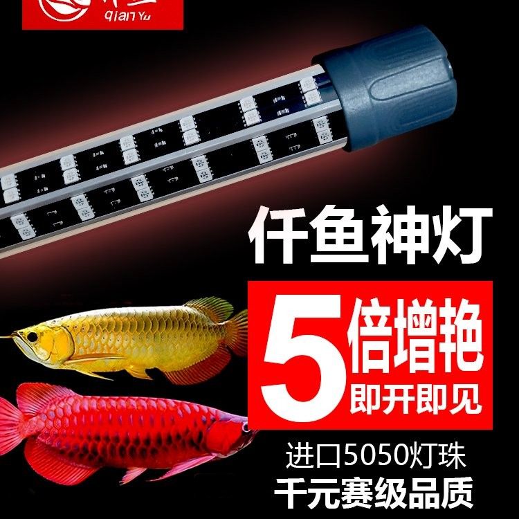紅龍魚需要多大的魚缸（養(yǎng)紅龍魚魚缸多大合適） 紅龍魚需要多大的魚缸（養(yǎng)紅龍魚魚缸多大合適） 觀賞魚百科 第5張