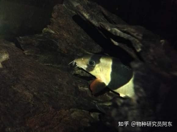 九間鼠魚和三間的區(qū)別（九間鼠魚和三間鼠魚哪個好養(yǎng)，九間鼠魚和三間鼠魚哪個更好養(yǎng)） 九間鼠魚和三間的區(qū)別（九間鼠魚和三間鼠魚哪個好養(yǎng)，九間鼠魚和三間鼠魚哪個更好養(yǎng)） 觀賞魚百科 第3張