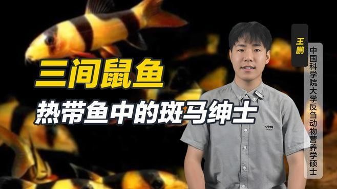 九間鼠魚和三間的區(qū)別（九間鼠魚和三間鼠魚哪個好養(yǎng)，九間鼠魚和三間鼠魚哪個更好養(yǎng)） 九間鼠魚和三間的區(qū)別（九間鼠魚和三間鼠魚哪個好養(yǎng)，九間鼠魚和三間鼠魚哪個更好養(yǎng)） 觀賞魚百科 第1張