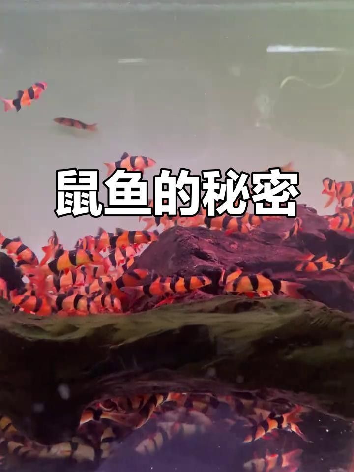 九間鼠魚和三間的區(qū)別（九間鼠魚和三間鼠魚哪個好養(yǎng)，九間鼠魚和三間鼠魚哪個更好養(yǎng)） 九間鼠魚和三間的區(qū)別（九間鼠魚和三間鼠魚哪個好養(yǎng)，九間鼠魚和三間鼠魚哪個更好養(yǎng)） 觀賞魚百科 第2張