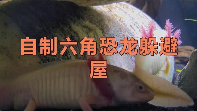 六角龍躲避屋的最佳尺寸（六角龍躲避屋的尺寸選擇）
