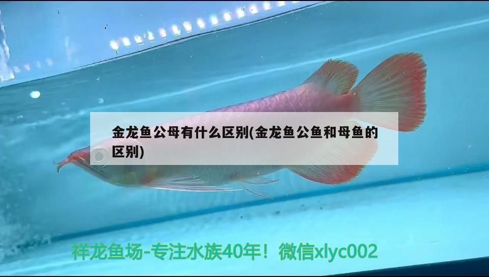 金龍魚公母有什么區別(金龍魚公魚和母魚的區別)（過背金龍魚公母區別）