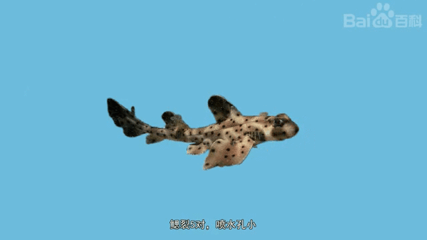 混養(yǎng)虎鯊和龍魚需要哪些遮蔽物？（養(yǎng)虎鯊和龍魚時(shí)需要為這兩種魚類提供合適的遮蔽物）