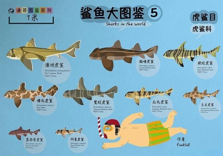混養(yǎng)虎鯊和龍魚需要哪些遮蔽物？（養(yǎng)虎鯊和龍魚時(shí)需要為這兩種魚類提供合適的遮蔽物）
