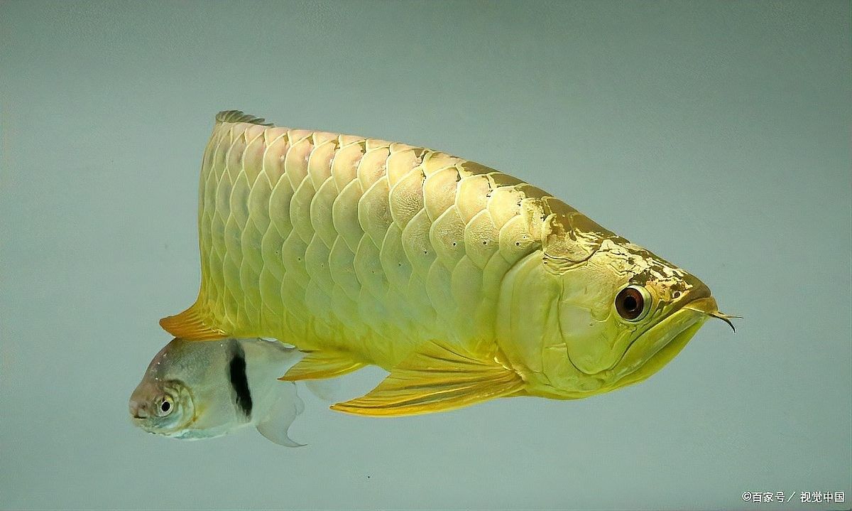 龍魚鰓蓋小洞會擴散嗎？（龍魚鰓蓋小洞是否會擴散取決于多種因素）
