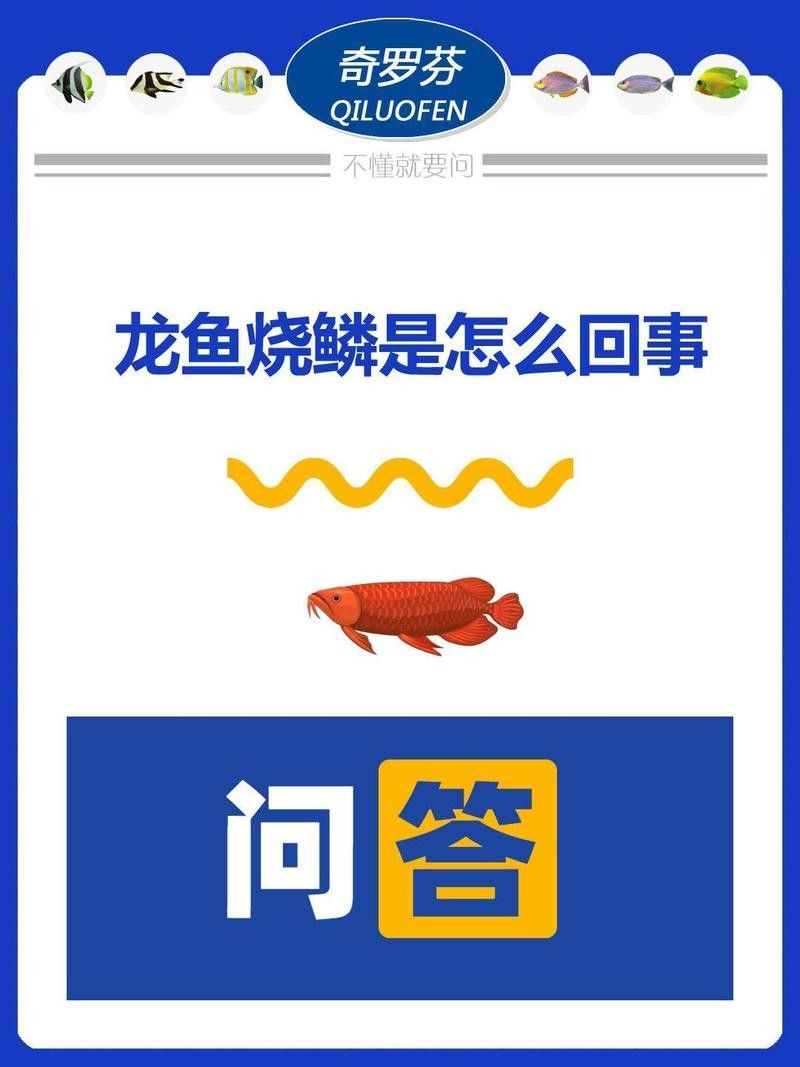 龍魚爛鰓需要治療多久（如何判斷龍魚爛鰓是否好轉(zhuǎn)？） 龍魚爛鰓需要治療多久（如何判斷龍魚爛鰓是否好轉(zhuǎn)？） 龍魚百科 第6張