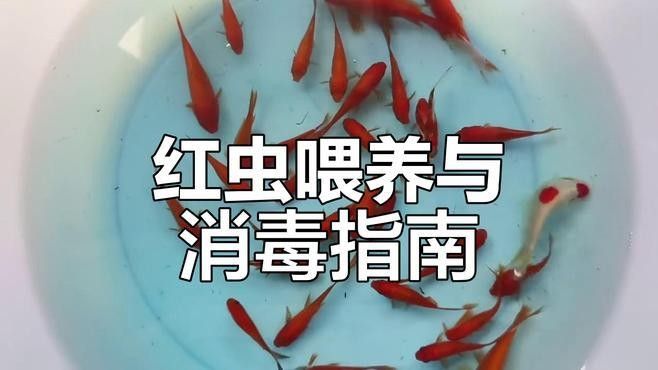 六角恐龍魚多久喂一次紅蟲？（六角恐龍魚喂養指南）