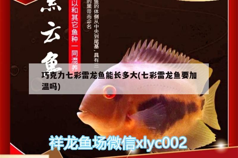 巧克力七彩雷龍魚能長多大(七彩雷龍魚要加溫嗎)（七彩雷龍魚能長多大）