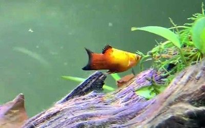 觀賞魚值錢的有哪些魚（關(guān)于名貴觀賞魚的一些認識） 觀賞魚值錢的有哪些魚（關(guān)于名貴觀賞魚的一些認識） 觀賞魚百科 第3張