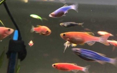 觀賞魚值錢的有哪些魚（關(guān)于名貴觀賞魚的一些認識） 觀賞魚值錢的有哪些魚（關(guān)于名貴觀賞魚的一些認識） 觀賞魚百科 第4張