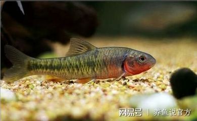 觀賞魚值錢的有哪些魚（關(guān)于名貴觀賞魚的一些認識） 觀賞魚值錢的有哪些魚（關(guān)于名貴觀賞魚的一些認識） 觀賞魚百科 第1張