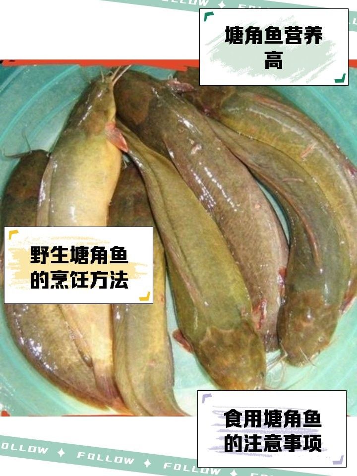塘鲺魚（廣東人最愛吃的“塘鲺魚”廣東人最愛吃的做法你不學嗎）