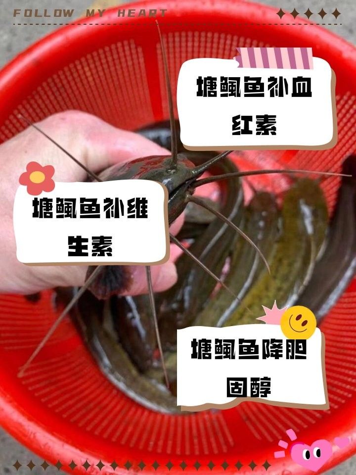 塘鲺魚（廣東人最愛吃的“塘鲺魚”廣東人最愛吃的做法你不學嗎）