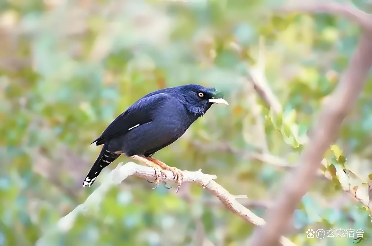 大麥蟲多久喂一次合適（大麥蟲喂食頻率取決于它們的年齡和健康狀況和健康狀況）