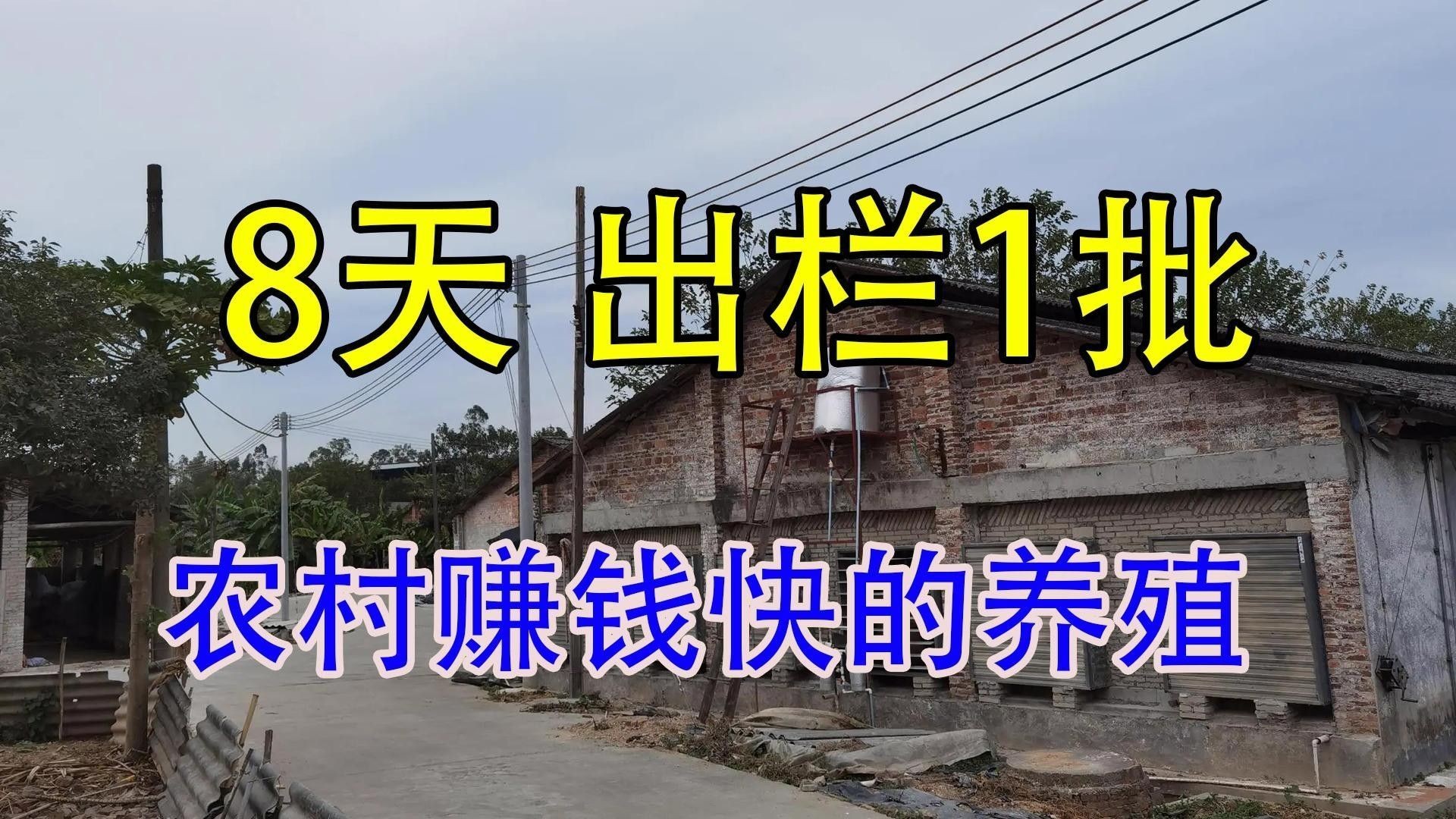 大麥蟲多久喂一次合適（大麥蟲喂食頻率取決于它們的年齡和健康狀況和健康狀況）