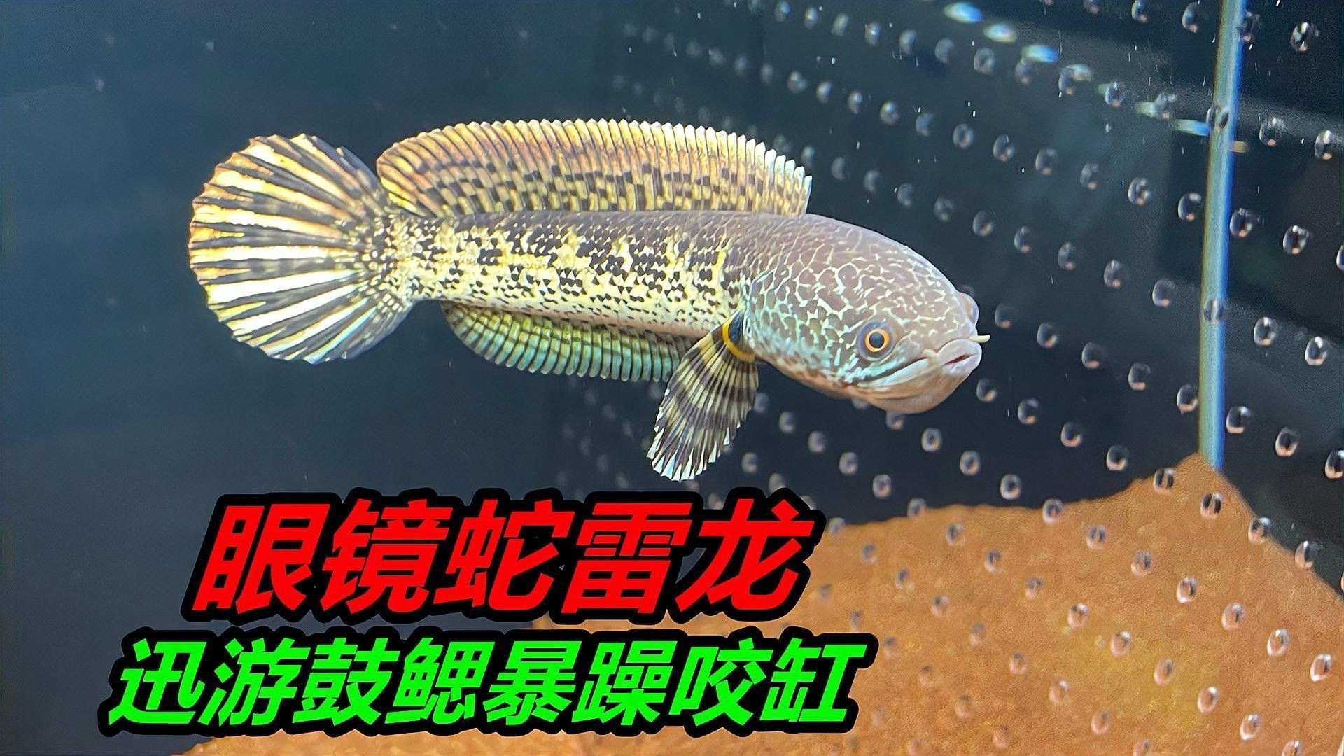 雷龍魚攻擊行為如何糾正？（如何有效糾正雷龍魚攻擊行為）