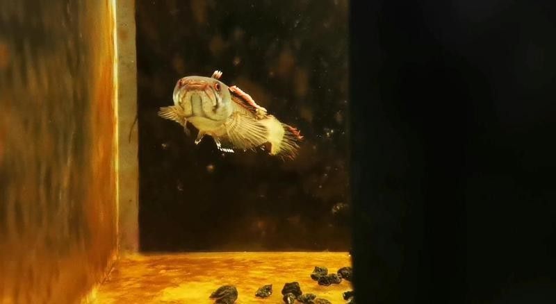 雷龍魚攻擊行為如何糾正？（如何有效糾正雷龍魚攻擊行為）