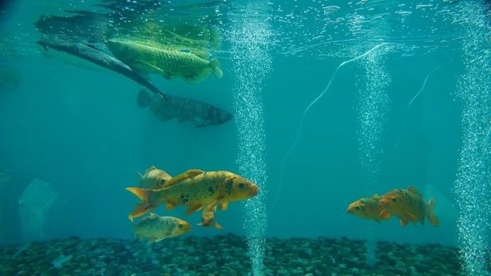 金龍魚仿生機器人未來有何發展規劃（金龍魚仿生機器人未來發展規劃） 金龍魚仿生機器人未來有何發展規劃（金龍魚仿生機器人未來發展規劃） 龍魚百科 第1張