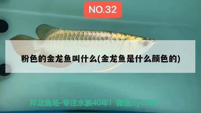 粉色的金龍魚叫什么(金龍魚是什么顏色的)