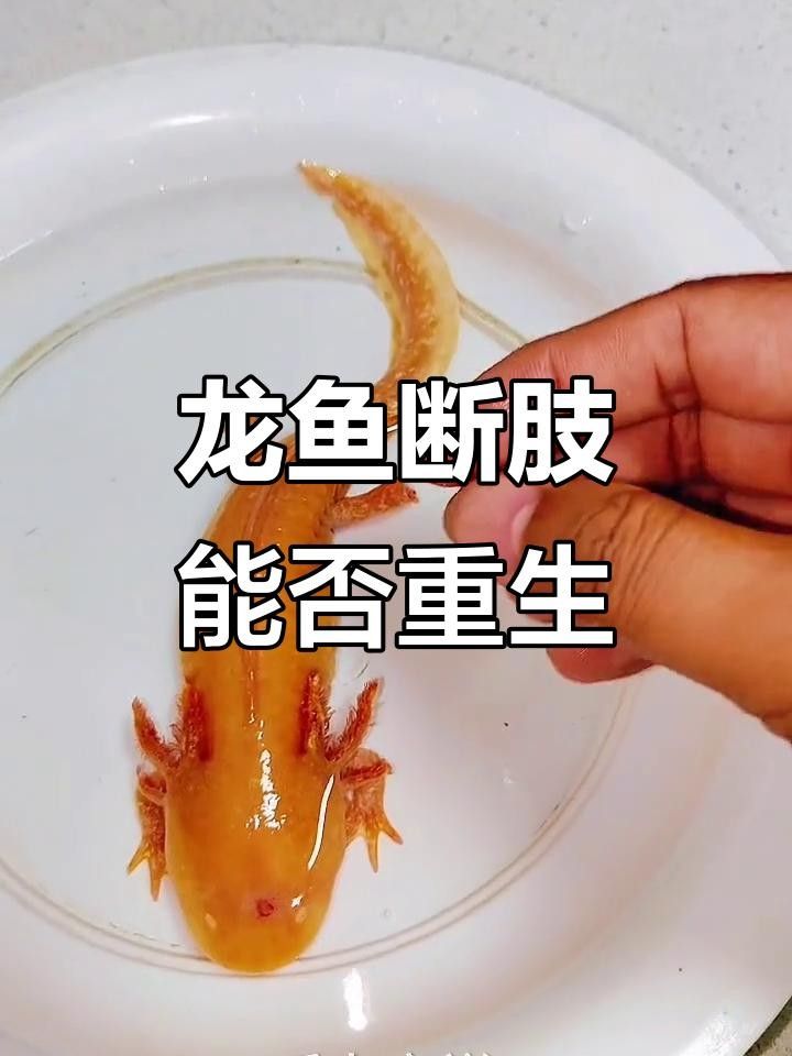 龍魚(yú)掉尾能自愈嗎（龍魚(yú)掉尾后多久開(kāi)始再生新尾）