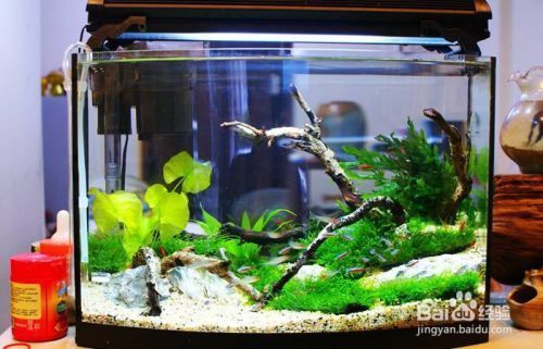 紅龍魚分幾種類型圖解（紅龍魚分幾種類型圖解大全） 紅龍魚分幾種類型圖解（紅龍魚分幾種類型圖解大全） 觀賞魚百科