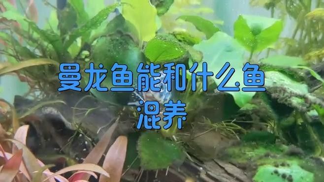 曼龍魚和哪些魚混養最佳