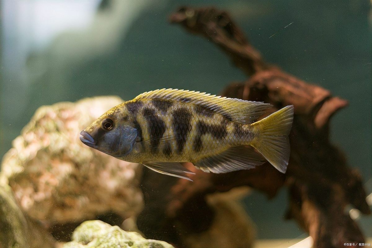 曼龍魚和哪些魚混養最佳