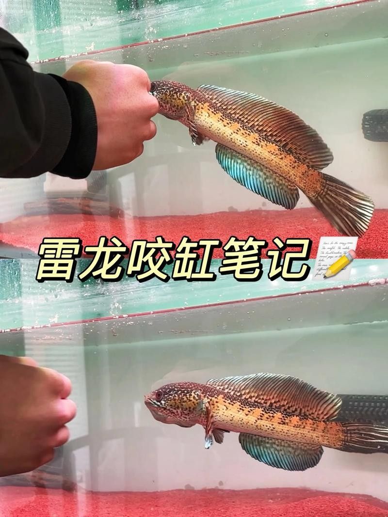 黃金雷龍魚繁殖時需要注意什么？（黃金雷龍魚繁殖時需要注意什么） 黃金雷龍魚繁殖時需要注意什么？（黃金雷龍魚繁殖時需要注意什么） 龍魚百科 第2張