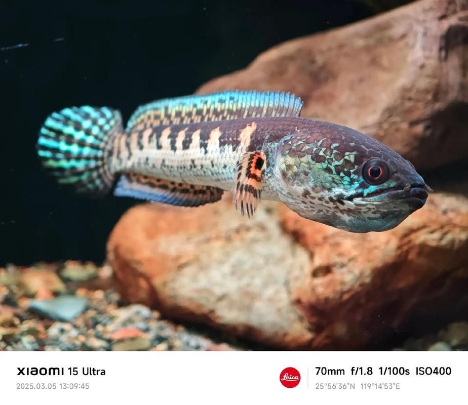 黃金雷龍魚繁殖時需要注意什么？（黃金雷龍魚繁殖時需要注意什么） 黃金雷龍魚繁殖時需要注意什么？（黃金雷龍魚繁殖時需要注意什么） 龍魚百科 第6張