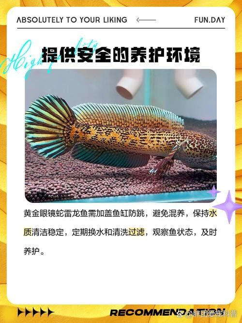 黃金雷龍魚繁殖時需要注意什么？（黃金雷龍魚繁殖時需要注意什么） 黃金雷龍魚繁殖時需要注意什么？（黃金雷龍魚繁殖時需要注意什么） 龍魚百科 第10張