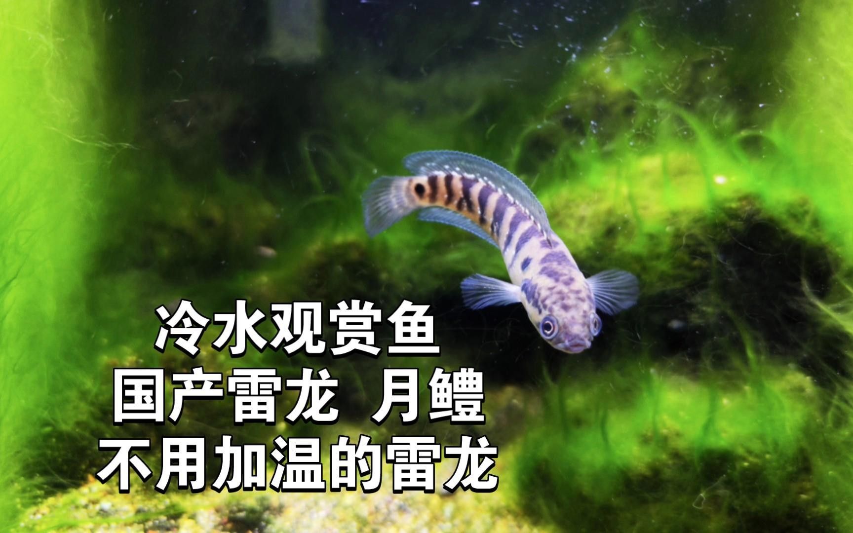 月鱧雷龍魚（月鱧雷龍魚中的珍珠赤存款機）