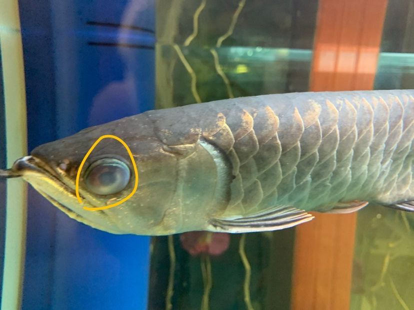 金龍眼睛出問題了(眼睛出問題怎么辦?) 觀賞魚百科 第1張 金龍眼睛出問題了(眼睛出問題怎么辦?) 金龍眼睛出問題了(眼睛出問題怎么辦?) 觀賞魚百科 第1張